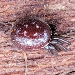 Steatoda capensis (South African cupboard spider) at Crace Grasslands - 11 Aug 2022 by trevorpreston