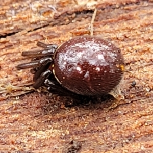 Steatoda capensis at Mitchell, ACT - 11 Aug 2022