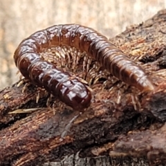 Paradoxosomatidae sp. (family) (Millipede) at Mitchell, ACT - 11 Aug 2022 by trevorpreston