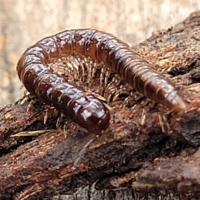 Paradoxosomatidae sp. (family) (Millipede) at Crace Grasslands - 11 Aug 2022 by trevorpreston