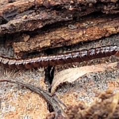 Paradoxosomatidae sp. (family) at Mitchell, ACT - 11 Aug 2022