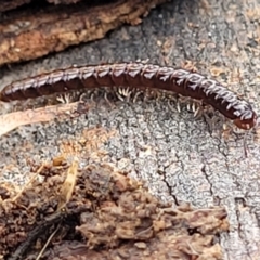 Paradoxosomatidae sp. (family) at Mitchell, ACT - 11 Aug 2022