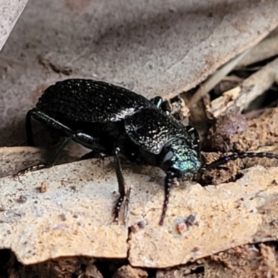 Adelium porcatum (Darkling Beetle) at Crace Grasslands - 11 Aug 2022 by trevorpreston