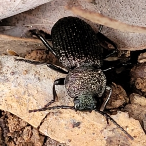 Adelium porcatum at Mitchell, ACT - 11 Aug 2022