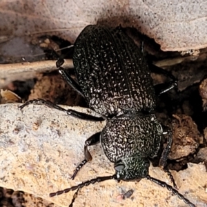 Adelium porcatum at Mitchell, ACT - 11 Aug 2022