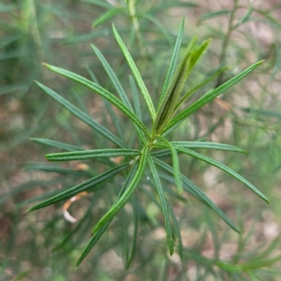 Cassinia longifolia (Shiny Cassinia, Cauliflower Bush) at Mitchell, ACT - 11 Aug 2022 by trevorpreston