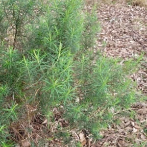 Cassinia longifolia at Mitchell, ACT - 11 Aug 2022 11:43 AM