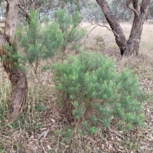 Cassinia longifolia at Mitchell, ACT - 11 Aug 2022 11:43 AM