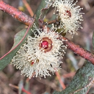 Eucalyptus cinerea subsp. cinerea at Mitchell, ACT - 11 Aug 2022