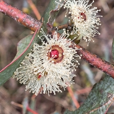 Eucalyptus cinerea subsp. cinerea (Argyle Apple) at Crace Grasslands - 11 Aug 2022 by trevorpreston