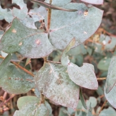 Eucalyptus cinerea subsp. cinerea at Mitchell, ACT - 11 Aug 2022