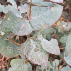 Eucalyptus cinerea subsp. cinerea at Mitchell, ACT - 11 Aug 2022 11:42 AM