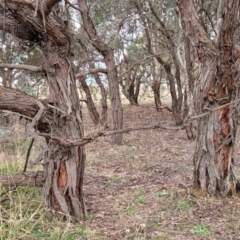 Eucalyptus cinerea subsp. cinerea at Mitchell, ACT - 11 Aug 2022