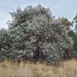 Eucalyptus cinerea subsp. cinerea at Mitchell, ACT - 11 Aug 2022