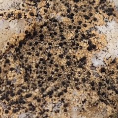 Lichen - crustose at Mitchell, ACT - 11 Aug 2022