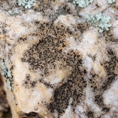 Lichen - crustose at Mitchell, ACT - 11 Aug 2022