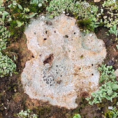 Lichen - crustose at Crace Grasslands - 11 Aug 2022 by trevorpreston