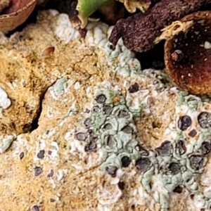 Lichen - crustose at Mitchell, ACT - 11 Aug 2022
