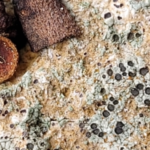 Lichen - crustose at Mitchell, ACT - 11 Aug 2022