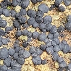 Lichen - crustose at Crace Grasslands - 11 Aug 2022 by trevorpreston