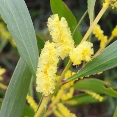 Acacia longifolia subsp. longifolia (Sydney Golden Wattle) at Crace Grasslands - 11 Aug 2022 by trevorpreston