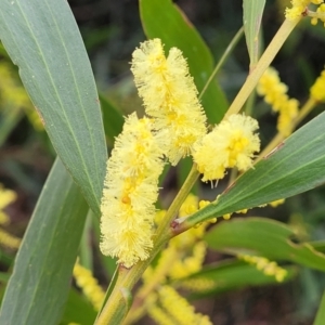 Acacia longifolia subsp. longifolia (Sydney Golden Wattle) at Mitchell, ACT by trevorpreston