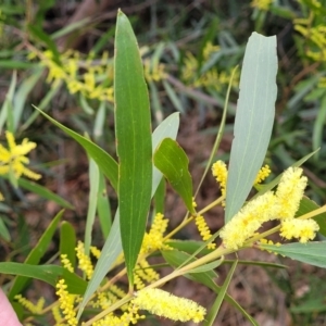 Acacia longifolia subsp. longifolia at Mitchell, ACT - 11 Aug 2022 11:34 AM