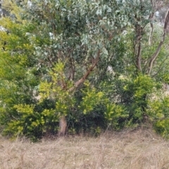 Acacia longifolia subsp. longifolia at Mitchell, ACT - 11 Aug 2022