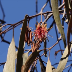 Amyema miquelii (Box Mistletoe) at O'Connor, ACT - 9 Aug 2022 by ConBoekel