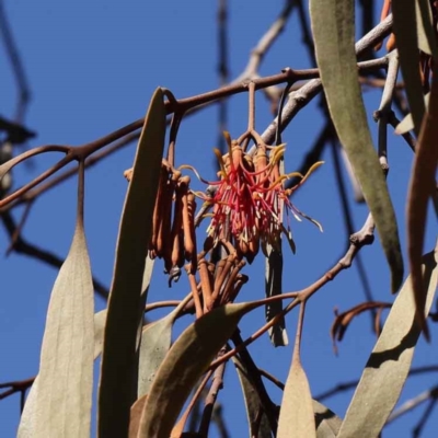 Amyema miquelii (Box Mistletoe) at Dryandra St Woodland - 9 Aug 2022 by ConBoekel