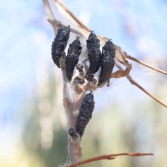 Delias harpalyce at O'Connor, ACT - 10 Aug 2022 01:35 AM