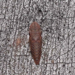 Ledrinae (subfamily) (A Flat-headed Leafhopper) at O'Connor, ACT - 9 Aug 2022 by ConBoekel