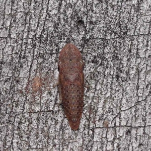 Ledrinae (subfamily) at Dryandra St Woodland - 10 Aug 2022