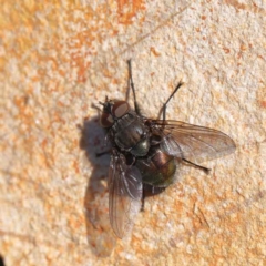 Unidentified True fly (Diptera) at O'Connor, ACT - 9 Aug 2022 by ConBoekel