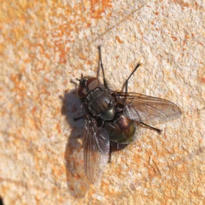 Calyptrate (subsection) (Unidentified house-flies, blow-flies and their allies) at O'Connor, ACT - 10 Aug 2022 by ConBoekel