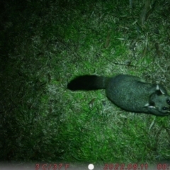 Trichosurus vulpecula (Common Brushtail Possum) at Canberra, ACT - 11 Aug 2022 by chloe
