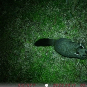 Trichosurus vulpecula (Common Brushtail Possum) at Canberra, ACT by chloe
