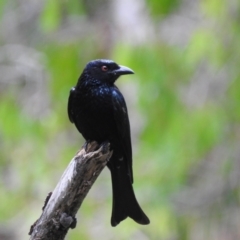 Dicrurus bracteatus (Spangled Drongo) at Smithfield, QLD - 9 Aug 2022 by GlossyGal