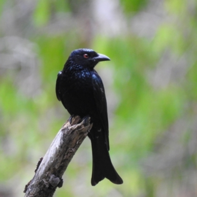 Dicrurus bracteatus (Spangled Drongo) at Smithfield, QLD - 9 Aug 2022 by GlossyGal