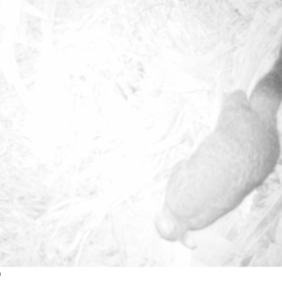 Trichosurus vulpecula (Common Brushtail Possum) at Acton, ACT - 6 Aug 2022 by Deltakai