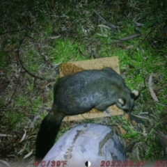 Trichosurus vulpecula at Canberra, ACT - 7 Aug 2022 10:29 PM