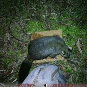 Trichosurus vulpecula at Canberra, ACT - 7 Aug 2022 10:29 PM