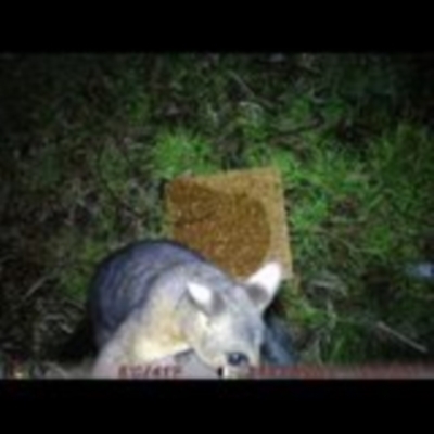 Trichosurus vulpecula (Common Brushtail Possum) at Canberra, ACT - 6 Aug 2022 by Floeflow