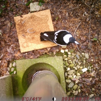 Gymnorhina tibicen (Australian Magpie) at Acton, ACT - 7 Aug 2022 by Delegascribble