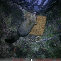 Trichosurus vulpecula (Common Brushtail Possum) at Acton, ACT - 8 Aug 2022 by JacyndaBov