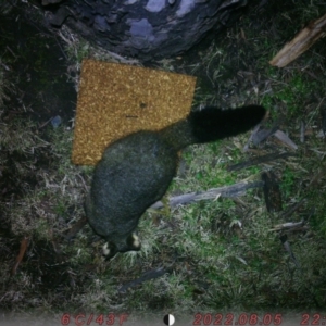 Trichosurus vulpecula (Common Brushtail Possum) at Acton, ACT by imogensimmons