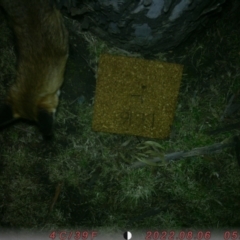 Vulpes vulpes (Red Fox) at Acton, ACT - 6 Aug 2022 by envsyoo321