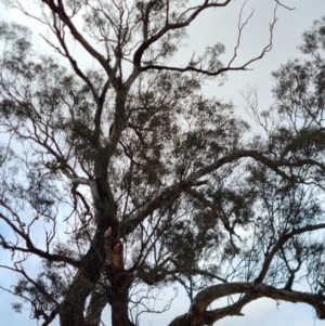 Eolophus roseicapilla at Bungendore, NSW - 9 Aug 2022