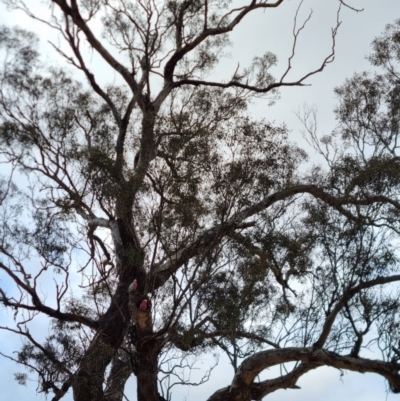 Eolophus roseicapilla (Galah) at Bungendore, NSW - 9 Aug 2022 by clarehoneydove