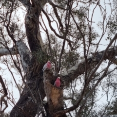 Eolophus roseicapilla at Bungendore, NSW - 9 Aug 2022